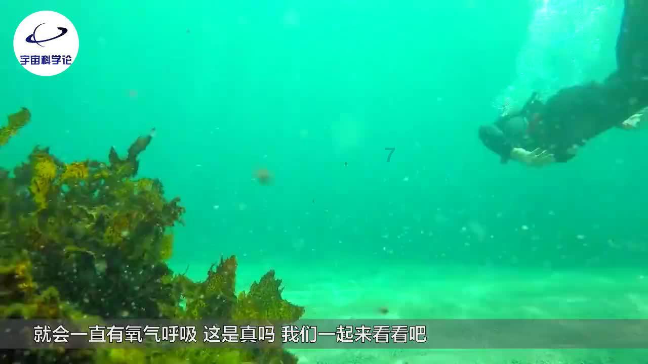 射击红色鸟